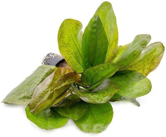 Echinodorus Fancy Twist Sword Live Plant for Freshwater Aquariums, Natural Fish Tank Decorations, and Aquatic Decor (1 Pot (2-3 Plants))-PawvioPets