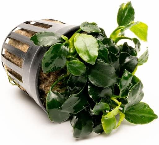 Anubias Live Aquarium Plants - Potted Freshwater Plant for Fish Tanks, Terrariums - Beginner Friendly Low Light (Barteri Dark Angel, 1 Pot)-PawvioPets