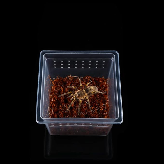 20 Pcs Spider Terrariums Breeding Box Hatching Container Acrylic Feeding Box for Small Reptile Scorpion Centipede Insect (Small Size)-PawvioPets