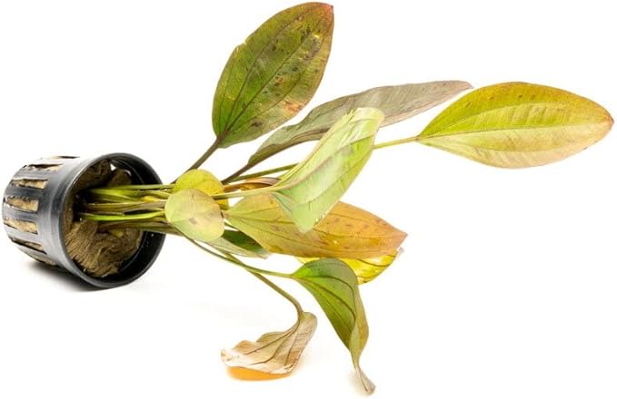 Echinodorus Ozelot Sword Live Plant for Freshwater Aquariums, Natural Fish Tank Decorations, and Aquatic Decor (1 Pot (2-3 Plants))-PawvioPets