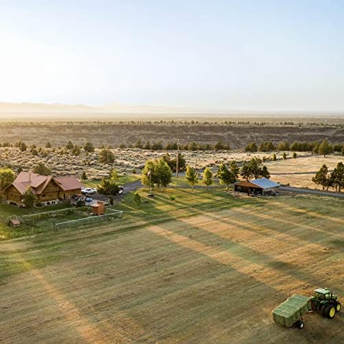 Blue Mountain Hay | Fresh Timothy Hay (40 Ounce) | Great for All Ages | High-Altitude Hay Pet Food for Rabbits, Guinea Pigs, Chinchillas, Hamsters, and Other Small Pets-PawvioPets