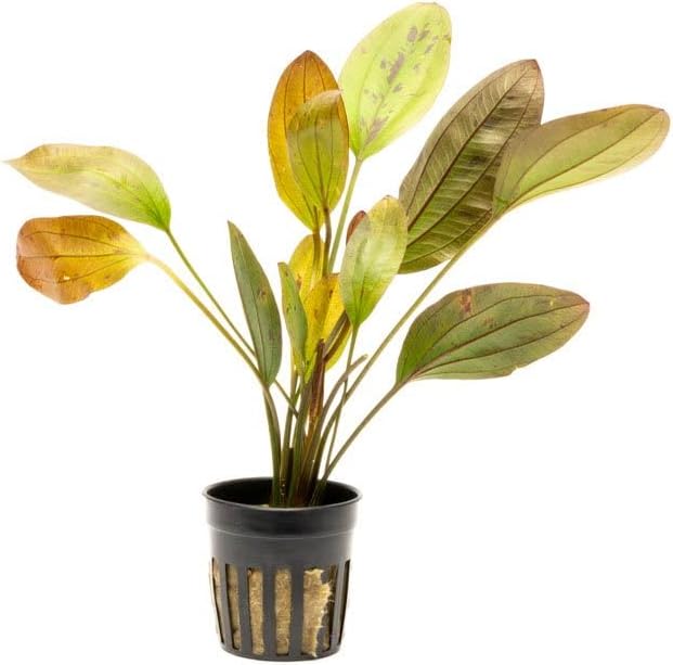 Echinodorus Ozelot Sword Live Plant for Freshwater Aquariums, Natural Fish Tank Decorations, and Aquatic Decor (1 Pot (2-3 Plants))-PawvioPets