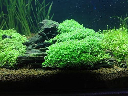 Foreground Potted Live Aquarium Plants | Freshwater Aquatic Plants for Aquariums (Potted Dwarf Baby Tears, 3 Pack)-PawvioPets