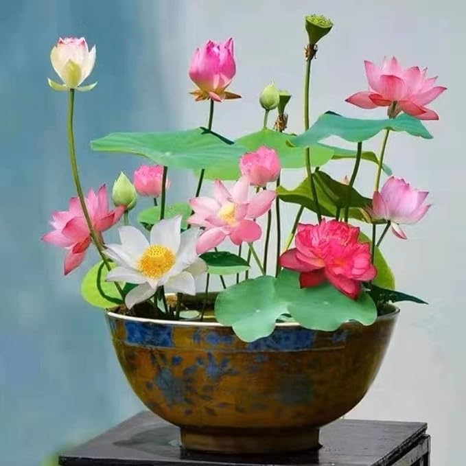 10pcs Mixed Color Bonsai Bowl Lotus Live Plants - Pre-Sprouted Non-GMO - Aquatic Beauties for Indoor and Outdoor Serenity Planting Instructions for Easy Grow - Great Gardening Gifts-PawvioPets