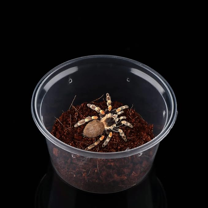 10 Pcs Spider Terrariums Breeding Box Small Round Hatching Container Acrylic Feeding Box for Spider Scorpion Centipede Insect-PawvioPets