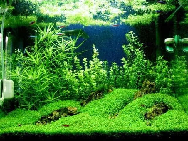 Foreground Potted Live Aquarium Plants | Freshwater Aquatic Plants for Aquariums (Potted Dwarf Baby Tears)-PawvioPets