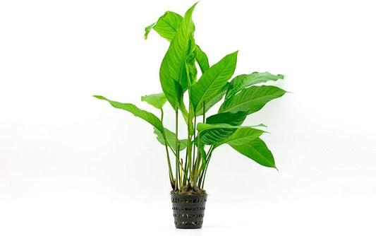 Anubias Live Aquarium Plants - Potted Freshwater Plant for Fish Tanks, Terrariums - Beginner Friendly Low Light (Heterophylla, Mother Plant)-PawvioPets