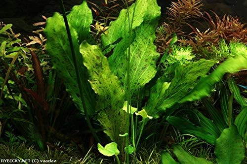 Discus-Warm Water Aquarium Plant Bundle-PawvioPets