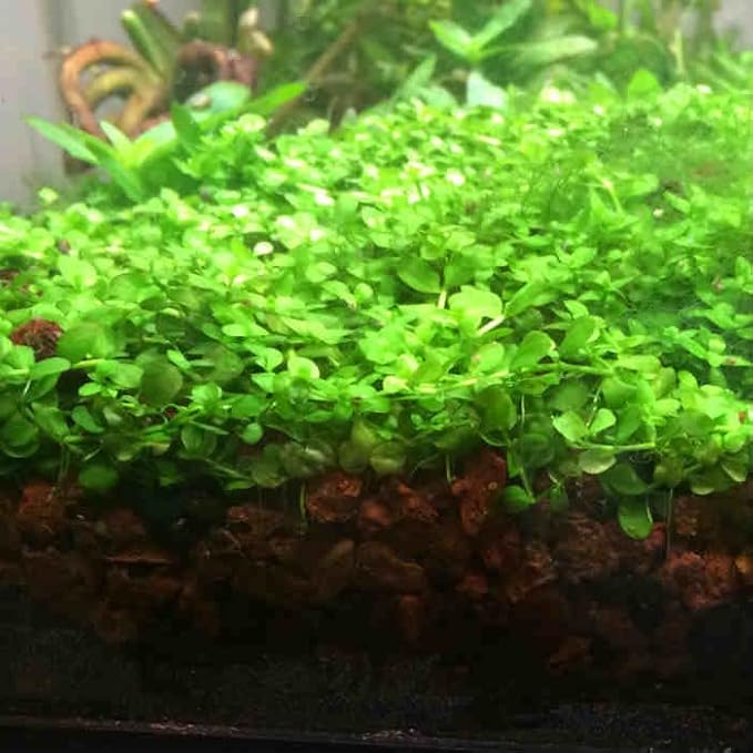 Foreground Potted Live Aquarium Plants | Freshwater Aquatic Plants for Aquariums (Potted Monte Carlo)-PawvioPets
