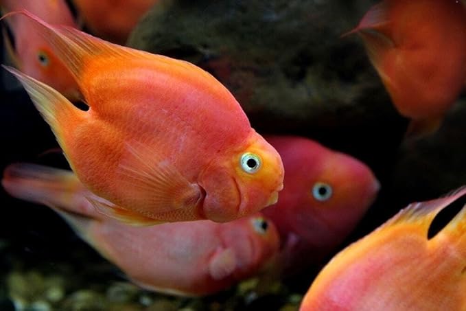 Aquatic Foods Inc. Ultra Intense Color Enhancing with a 10-Day Color Change, 1.5mm - 2mm Floating Pellets for Cichlids, Discus, All Baby and Small Tropical Fish & Pond Fish…8oz Jar-PawvioPets