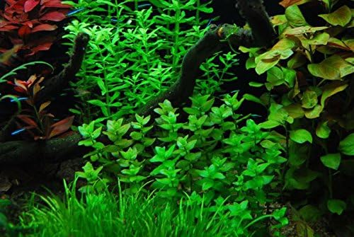 Bacopa Monnieri Moneywort Potted Live Aquarium Decorations Aquatic Plants for Fish Tank by Mainam-PawvioPets