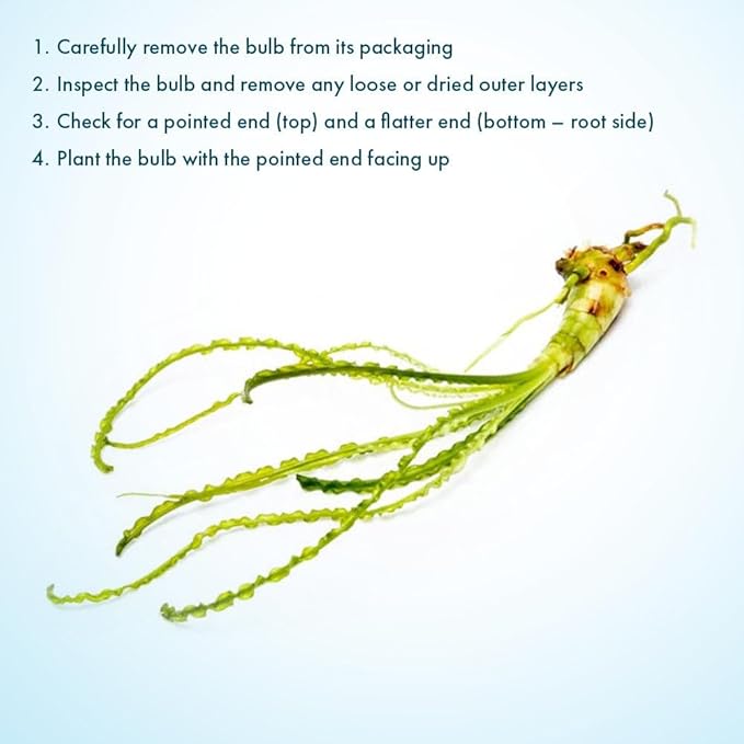 Crinum Calamistratum Live Aquarium Plant – African Onion Plant, Slow-Growing Freshwater Aquatic w/Curly Green Leaves for Planted Tanks, Background or Midground Tank Placement - Bulb-PawvioPets