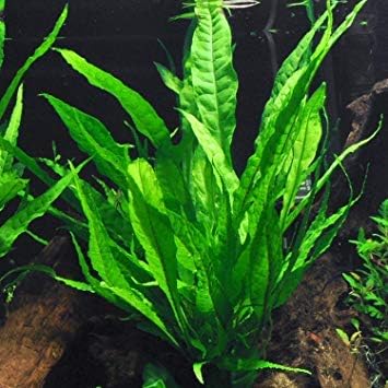 3 Aquatic Plants Bundle | Live Plants for Freshwater Aquariums (3 X Microsorum Java Fern Plants)-PawvioPets