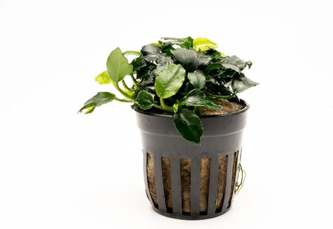 Anubias Live Aquarium Plants - Potted Freshwater Plant for Fish Tanks, Terrariums - Beginner Friendly Low Light (Barteri Dark Angel, 1 Pot)-PawvioPets