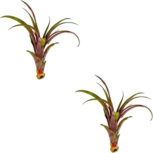 Air Plants - Tillandsia Red Capitata, Large 5-7” - 2 ct - Live Arrival Guaranteed - House Plants for Home Decor & Gift-PawvioPets