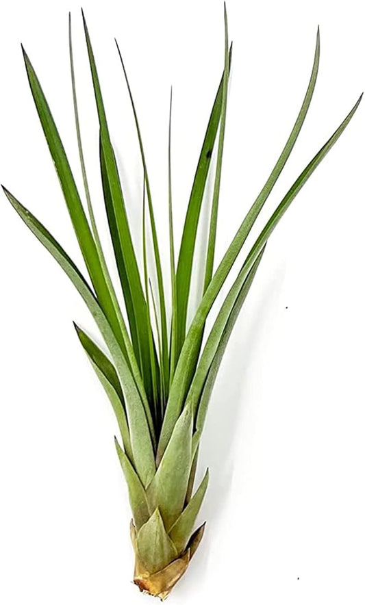 Air Plants - Tillandsia Fasciculata Tricolor, Large 4-6" - 1ct - Live Arrival Guaranteed - House Plants for Home Decor & Gift-PawvioPets