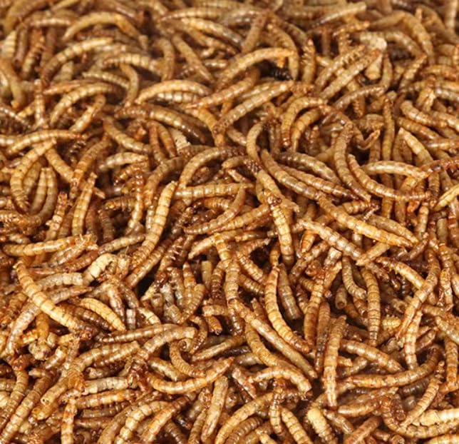 10lbs Dried Mealworms - Premium Non-GMO Chicken Feed, Nutritious High Protein Meal Worms- Food and Treats for Laying Hens, Wild Birds, Ducks, Chicken-PawvioPets