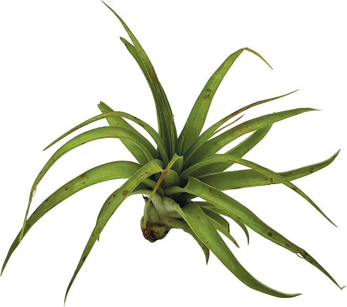 Air Plants - Tillandsia Brachycaulos Multiflora, Jumbo 5-7" - 2 ct - Live Arrival Guaranteed - House Plants for Home Decor & Gift-PawvioPets