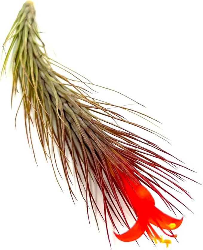 Air Plants - Tillandsia Funckiana Hybrid, Large 5-7" - 2ct - Live Arrival Guaranteed - House Plants for Home Decor & Gift-PawvioPets