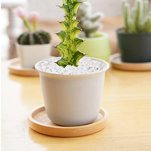 5 lbs White Aquarium Gravel, 1/5 Inch White Rocks for Plants, Small Pebbles for Vases, Succulents, Bamboo, Natural Decorative Pebbles for Plants Drainage, Cactus, Crafts-PawvioPets