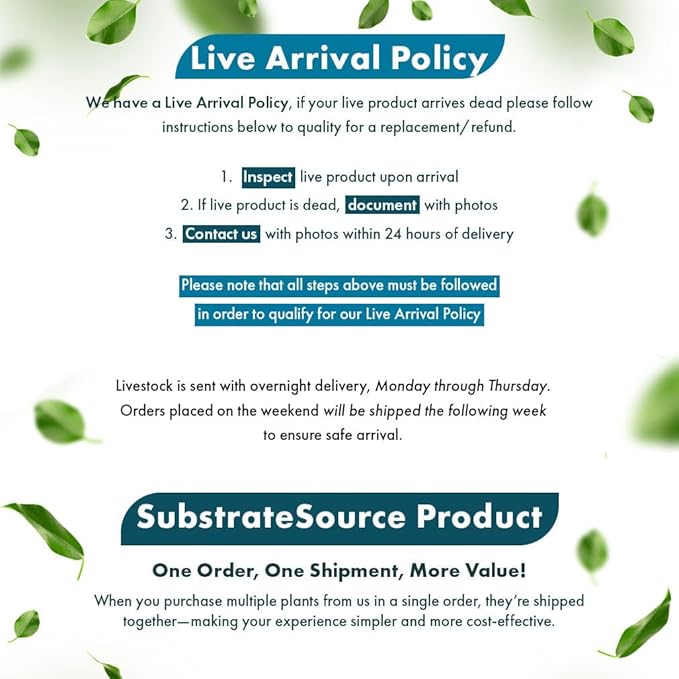 Crinum Calamistratum Live Aquarium Plant – African Onion Plant, Slow-Growing Freshwater Aquatic w/Curly Green Leaves for Planted Tanks, Background or Midground Tank Placement - Bulb-PawvioPets