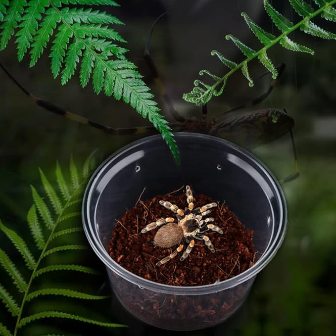 10 Pcs Spider Terrariums Breeding Box Small Round Hatching Container Acrylic Feeding Box for Spider Scorpion Centipede Insect-PawvioPets