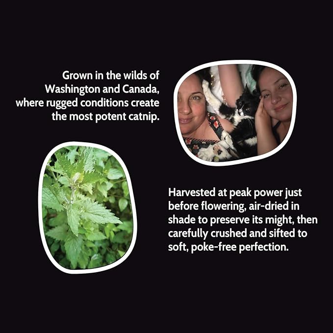 Fiend Catnip + Silvervine for Cats & Kittens Safety-Cut Premium Fine Cat Nip Blend with Vegan Silvervine + Sticker – Ultra Potent, North American – 1 Cup (34.5g) Go Ahead, Create a Monster!-PawvioPets