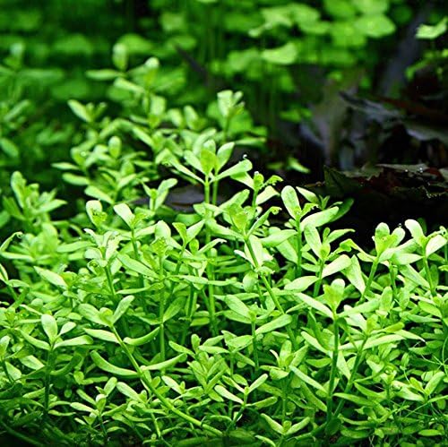 Bacopa Monnieri Moneywort Potted Live Aquarium Decorations Aquatic Plants for Fish Tank by Mainam-PawvioPets