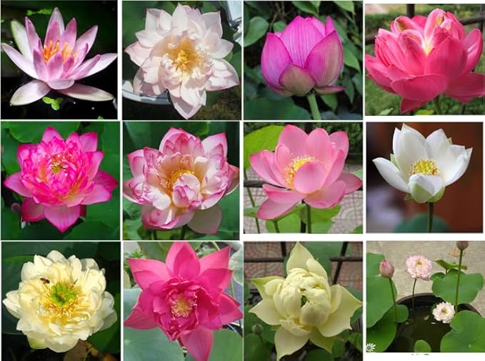 50 Sacred Lotus Seeds for Planting in Water Mixed Flower Color Pink Red White Yellow Multicolor Aquatic Nelumbo nucifera Bonsai Bowl Lotus Seed Ponds Water Feature Gardens Water Lily (50, Lotus Seed)-PawvioPets