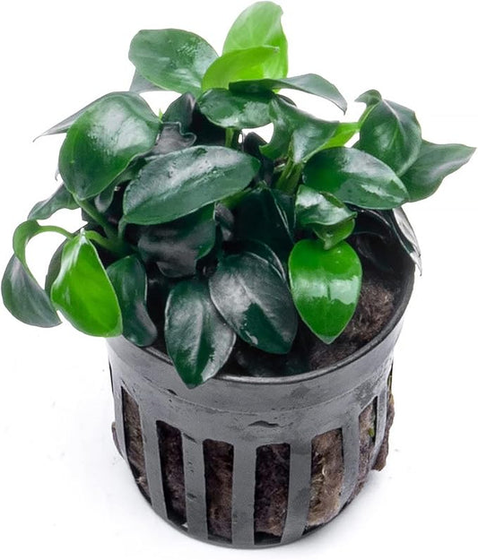 Anubias Live Aquarium Plants - Potted Freshwater Plant for Fish Tanks, Terrariums - Beginner Friendly Low Light (Nana Petite, 5 Pots)-PawvioPets