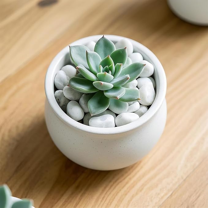 5 Lbs River Rocks for Plants,0.4-1.2 Inch Decorative Ornamental Pebbels, High Polished Stones for Garden Landscaping, Smooth Gravel Filler for Outdoor Plants, Succulents, Fish Tank and Vases, White-PawvioPets