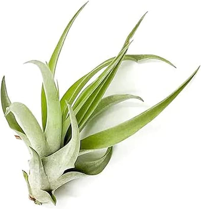Air Plants - Tillandsia Capitata (Peach), Large 5-7” - 1 ct - Live Arrival Guaranteed - House Plants for Home Decor & Gift-PawvioPets