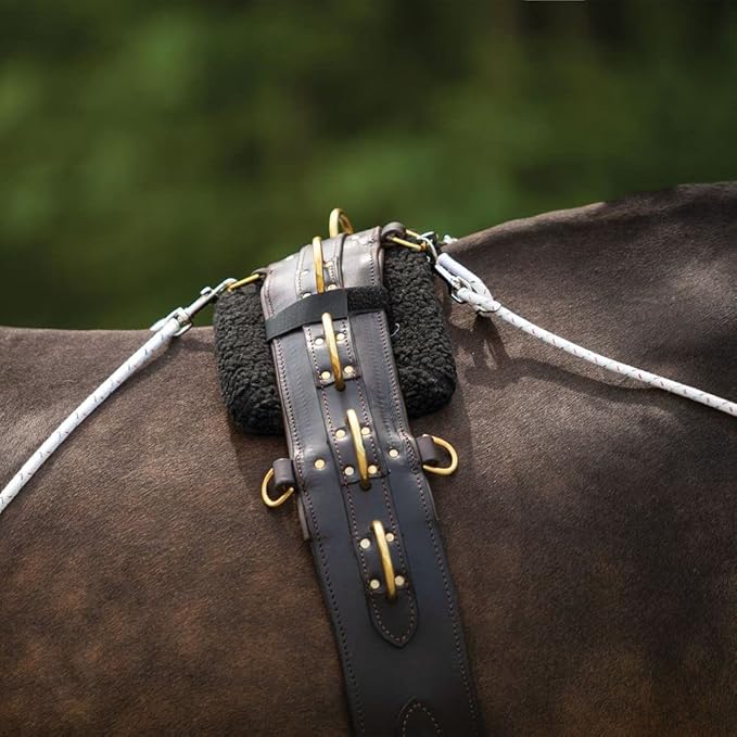 Advanced European Training System | Advanced Training Tool | Enhances Horse Carriage and Headset | Encourages Forward Movement | Strengthens Key Muscles | Not for Beginners-PawvioPets