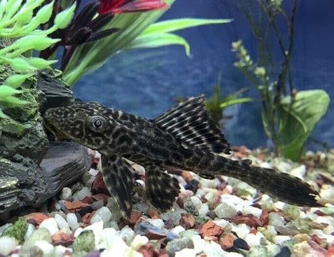 Aquatic Foods Inc. 4-Type Ultra Mix of 1/2" - 12mm Sinking Wafers, Spirulina-Algae, Worm, Shrimp, Intense Color Enhancing Wafers for Plecos, Shrimp, Snails, All Tropical Fish - 1/2-lb-PawvioPets