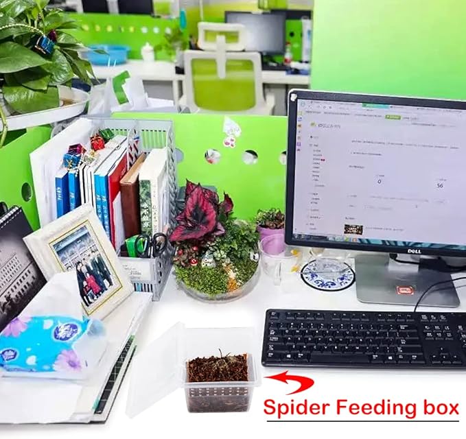 20 Pcs Spider Terrariums Breeding Box Hatching Container Acrylic Feeding Box for Small Reptile Scorpion Centipede Insect (Small Size)-PawvioPets