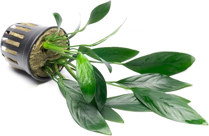 Anubias Live Aquarium Plants - Potted Freshwater Plant for Fish Tanks, Terrariums - Beginner Friendly Low Light (Congensis, 1 Pot)-PawvioPets