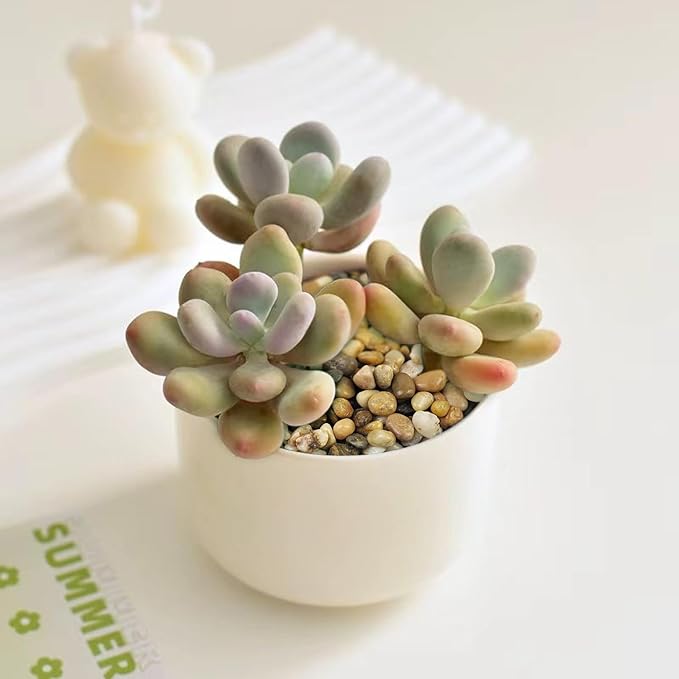 5 lbs Polished Pebbles, 3/8 Inch Pea Gravel for Plants, Decorative Stones River Rocks for Succulent Soil Cover, Cactus, Aquarium, Vase and Outdoor Garden Landscaping-PawvioPets