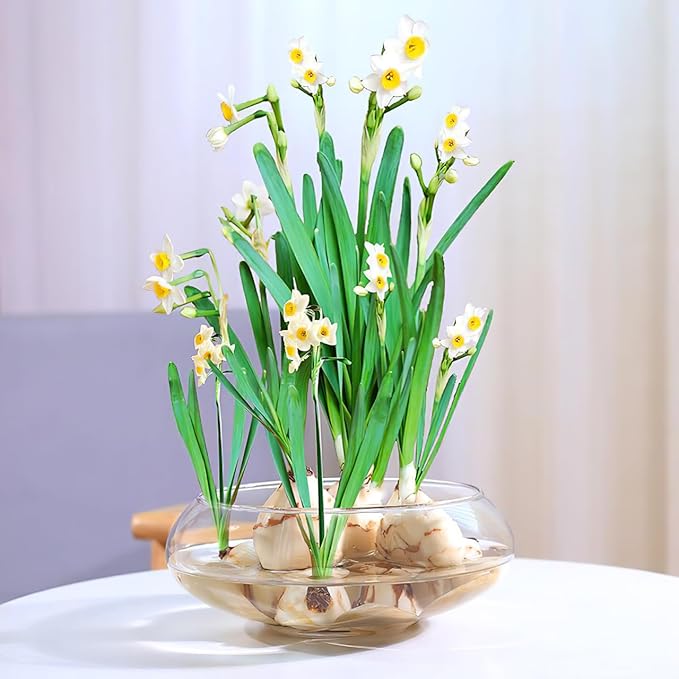 BESPORTBLE Transparent Desktop Aquarium Tank for Betta and Goldfish, 9.52x9.52x3.93 Inch Plastic Fish Bowl, 2800ml Shatterproof Fish Container for Home and Office Decor-PawvioPets