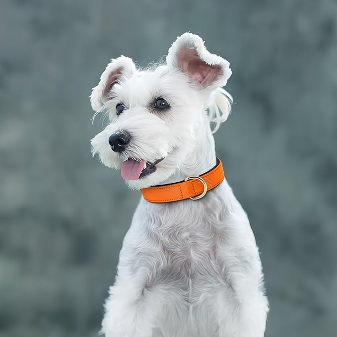 Didog Soft Padded Dog Collars for Medium Dogs, Lightweight and Breathable Dog Collar with Metal Buckle, Orange, L-PawvioPets