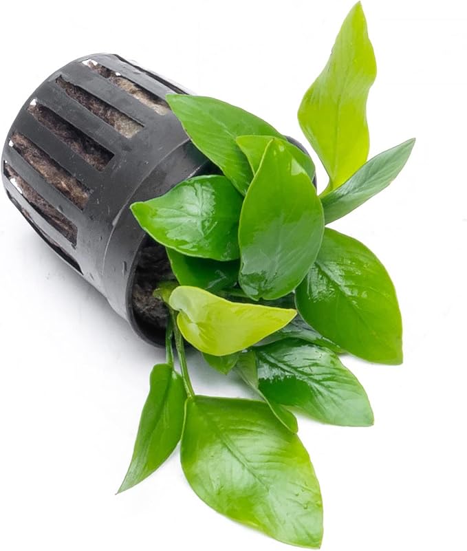 Anubias Live Aquarium Plants - Potted Freshwater Plant for Fish Tanks, Terrariums - Beginner Friendly Low Light (Nana Golden, 1 Pot)-PawvioPets