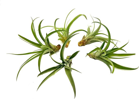 Air Plants - Tillandsia Capitata (Peach), Large 5-7” - 5 ct - Live Arrival Guaranteed - House Plants for Home Decor & Gift-PawvioPets