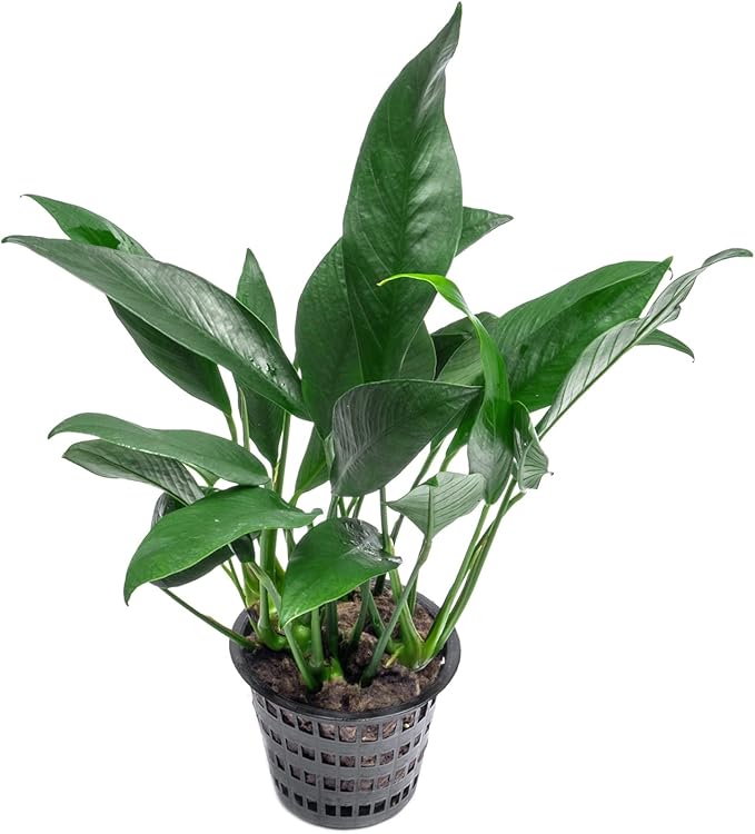 Anubias Live Aquarium Plants - Potted Freshwater Plant for Fish Tanks, Terrariums - Beginner Friendly Low Light (Lanceolata, Mother Plant)-PawvioPets