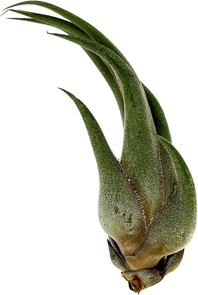 Air Plants - Tillandsia Seleriana, Large 4-6" - 3ct - Live Arrival Guaranteed - House Plants for Home Decor & Gift-PawvioPets