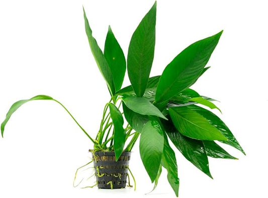 Anubias Live Aquarium Plants - Potted Freshwater Plant for Fish Tanks, Terrariums - Beginner Friendly Low Light (Congensis, Mother Plant)-PawvioPets