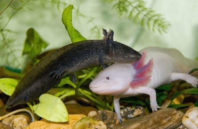 Aquatic Foods Inc. Axolotl Blackworm Pellets. 1mm-1/32 Sinking California Blackworm Micro Pellets for Baby Axolotl, Frogs, Shrimp, Salamanders, Newts, Snails…11oz Jar-PawvioPets