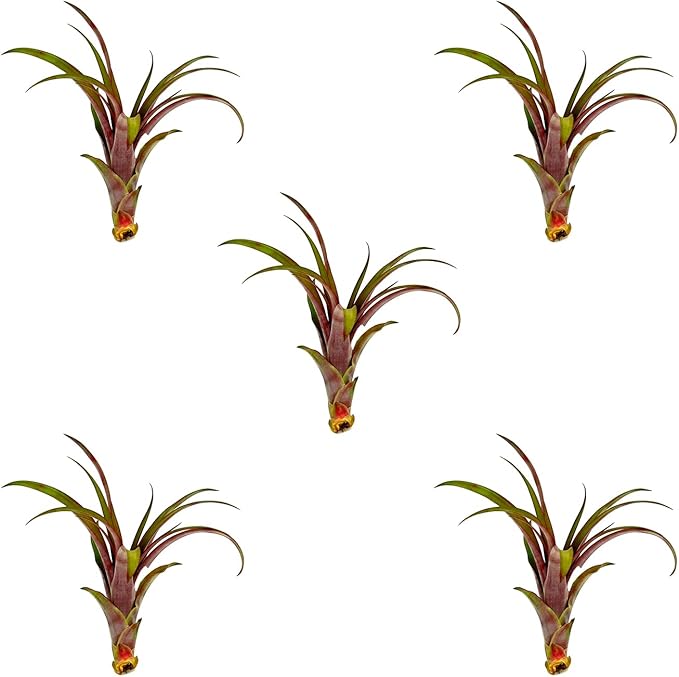 Air Plants - Tillandsia Red Capitata, Large 5-7” - 5 ct - Live Arrival Guaranteed - House Plants for Home Decor & Gift-PawvioPets