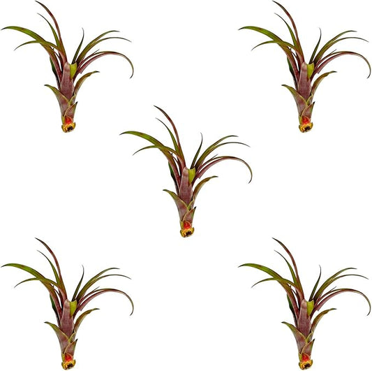 Air Plants - Tillandsia Red Capitata, Large 5-7” - 5 ct - Live Arrival Guaranteed - House Plants for Home Decor & Gift-PawvioPets