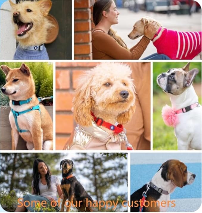 Blueberry Pet X-Small Adjustable Boy Dog Collar | for Male Dog, Durable & Quick Release for Pet Owners-PawvioPets