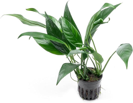 Anubias Live Aquarium Plants - Potted Freshwater Plant for Fish Tanks, Terrariums - Beginner Friendly Low Light (Lanceolata, 1 Pot)-PawvioPets