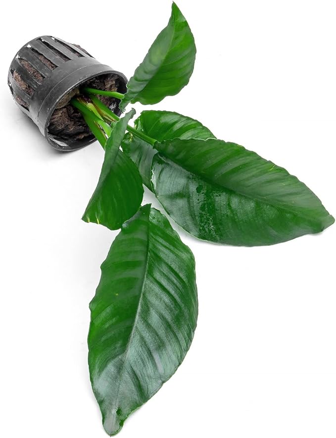 Anubias Live Aquarium Plants - Potted Freshwater Plant for Fish Tanks, Terrariums - Beginner Friendly Low Light (Heterophylla, 1 Pot)-PawvioPets